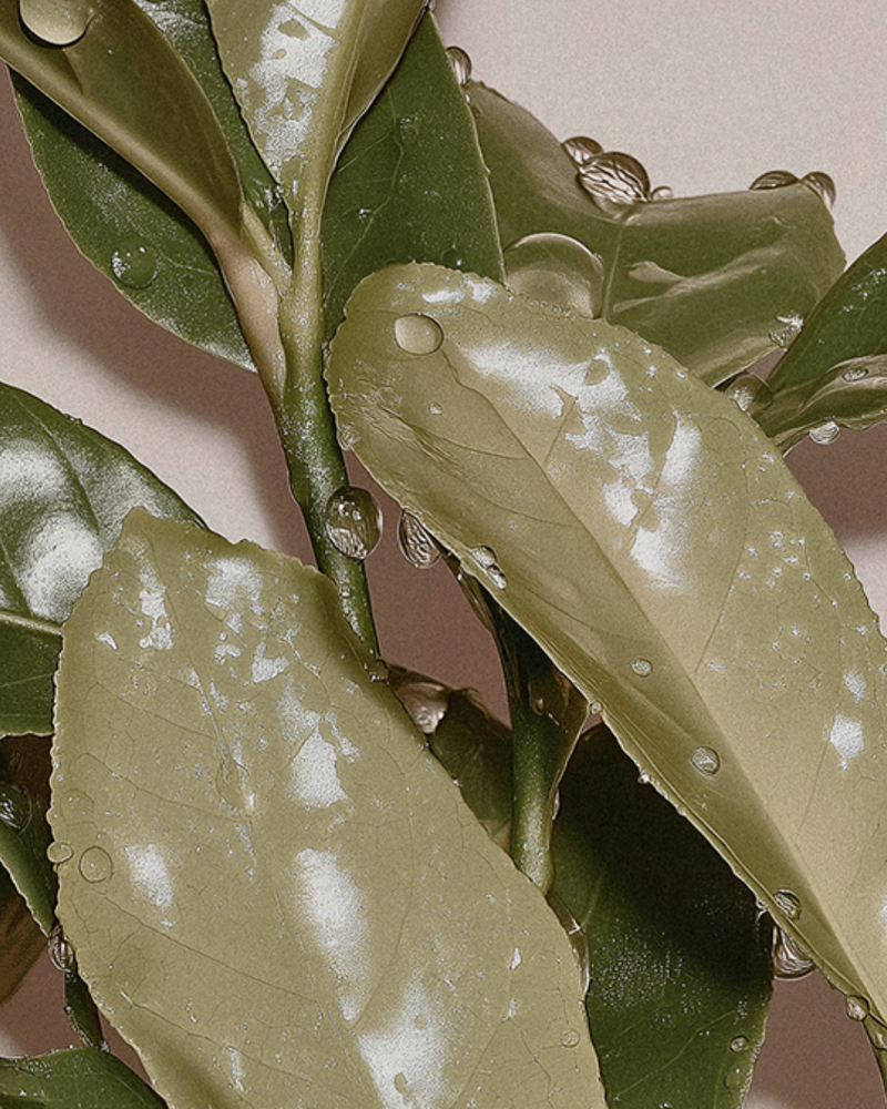 Green Tea in Skincare: The Antioxidant Ingredient Your Body Care Has Been Missing