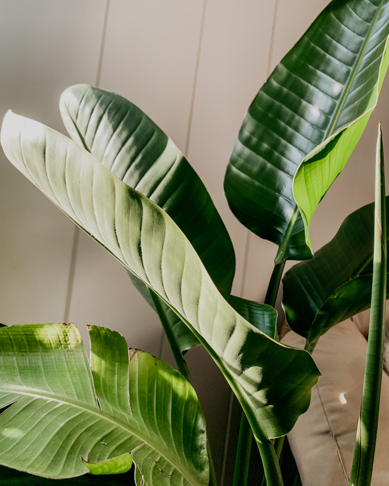 What Is Tea Tree Water — And Why It Belongs in Your Body Care Routine